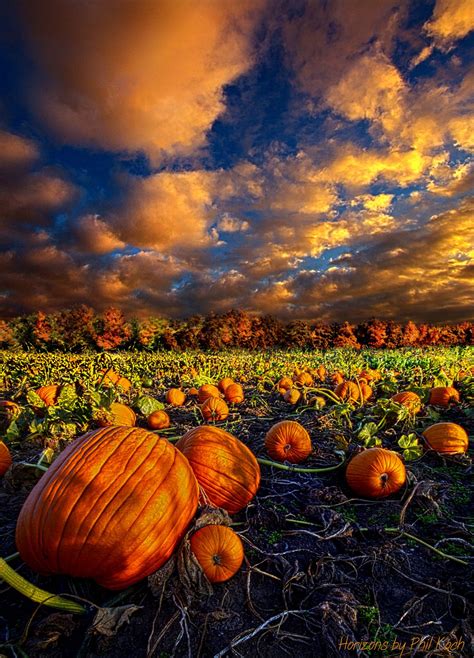 pumpkin fall scene|beautiful fall pictures with pumpkins.